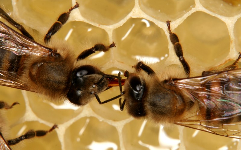 Trophallaxis zweier Honigbienen